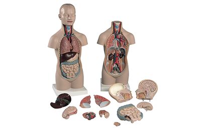 Torso with Head Anatomical Model